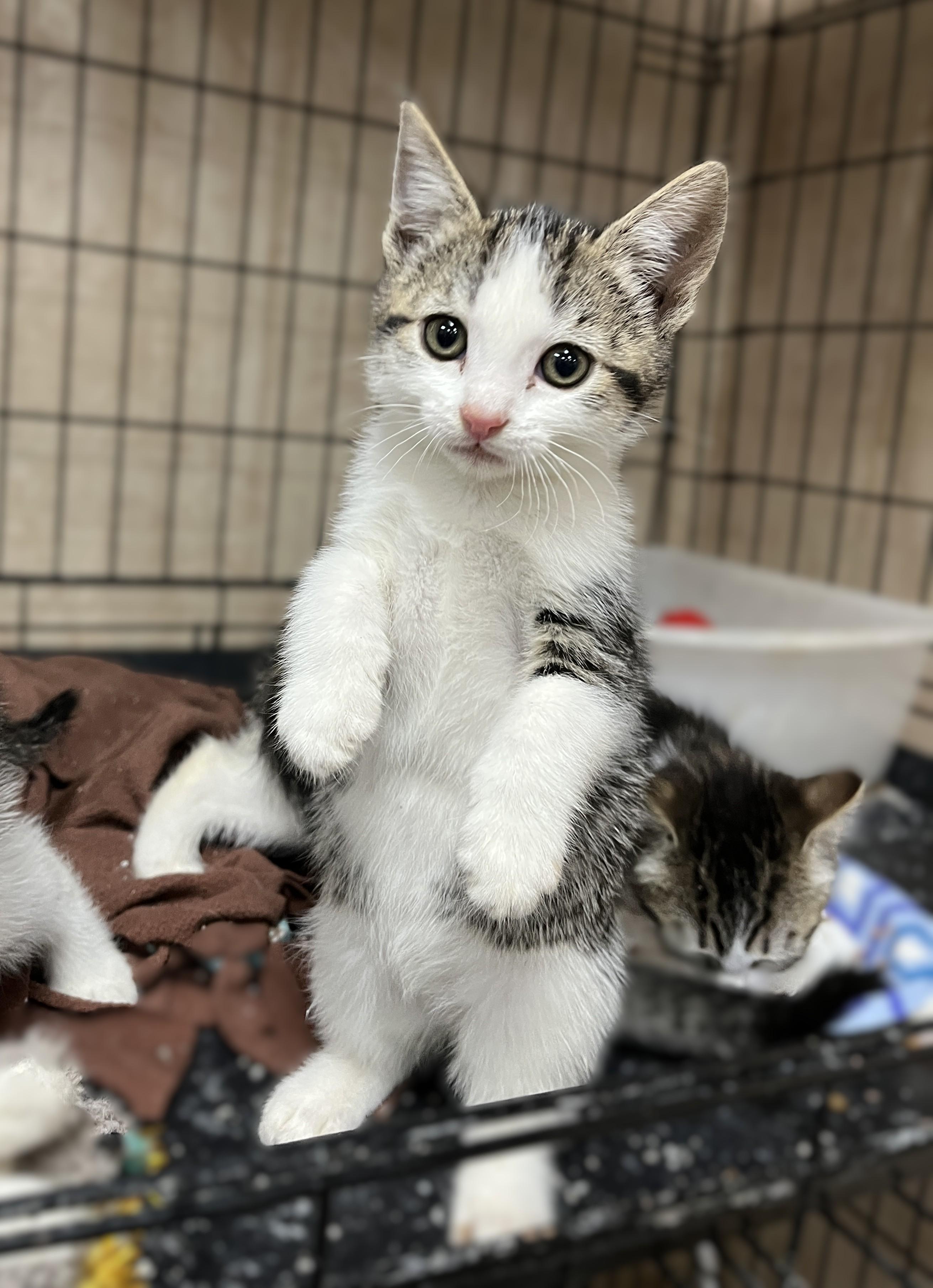 Enlarge Clover (and sister), a Adoptable Domestic Short Hair in Shingletown, CA image 1/6