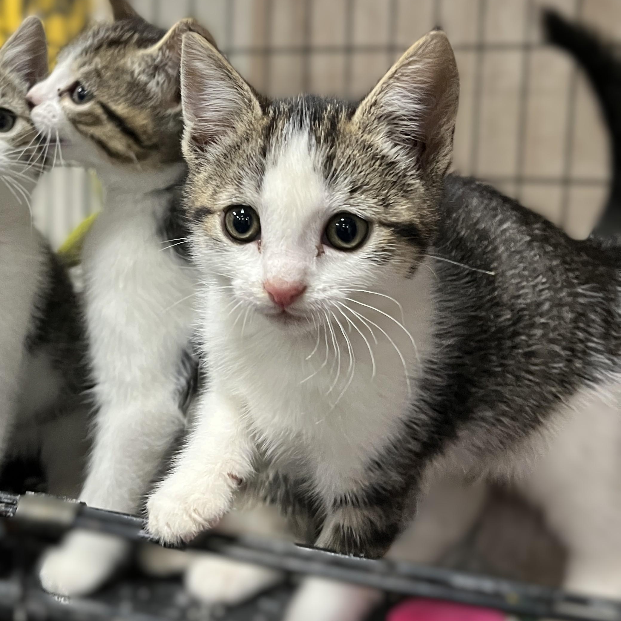 Enlarge Clover (and sister), a Adoptable Domestic Short Hair in Shingletown, CA image 3/6