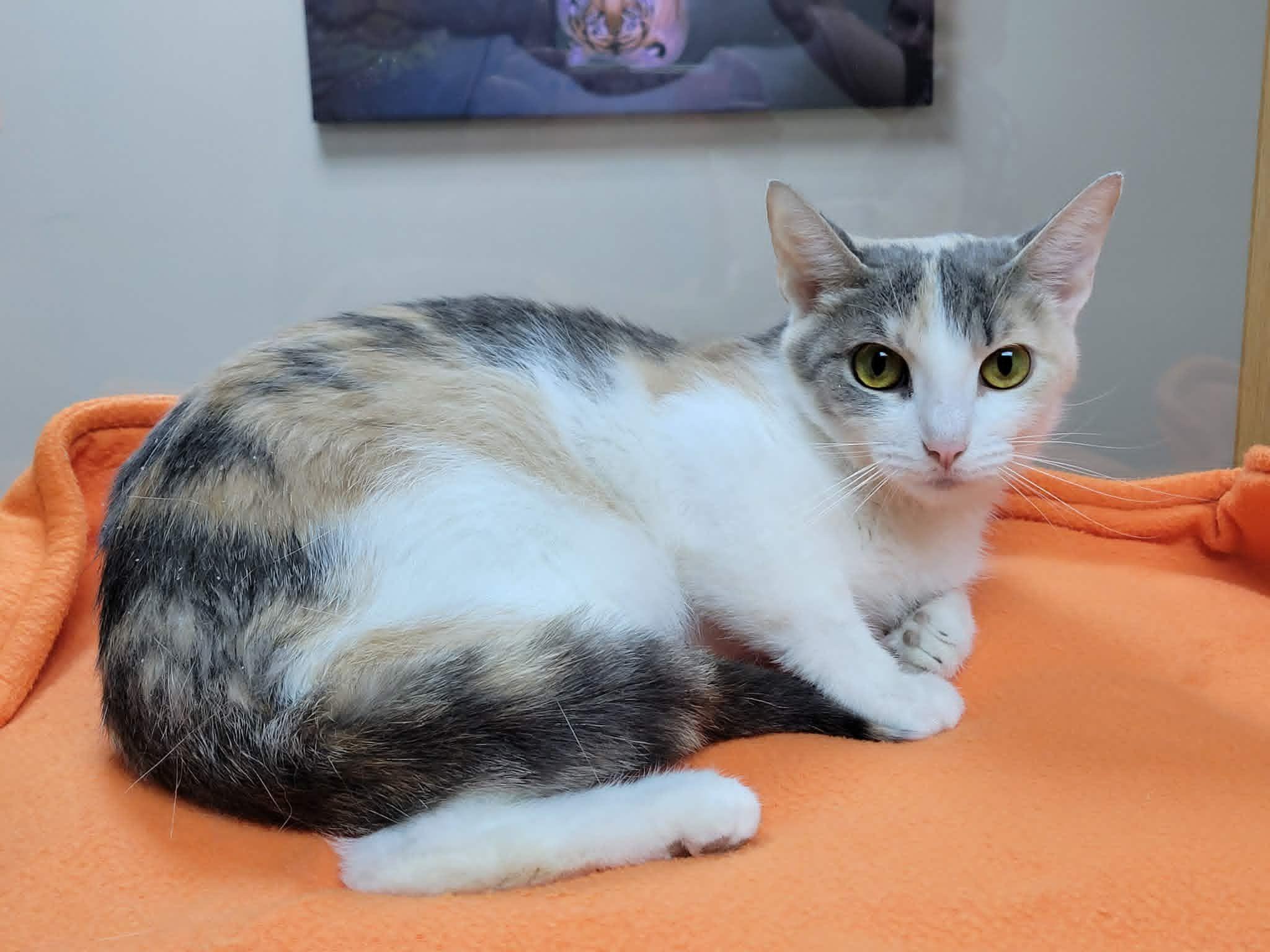 June Bug, a ADOPTABLE Dilute Calico in Portage, WI image 2/3