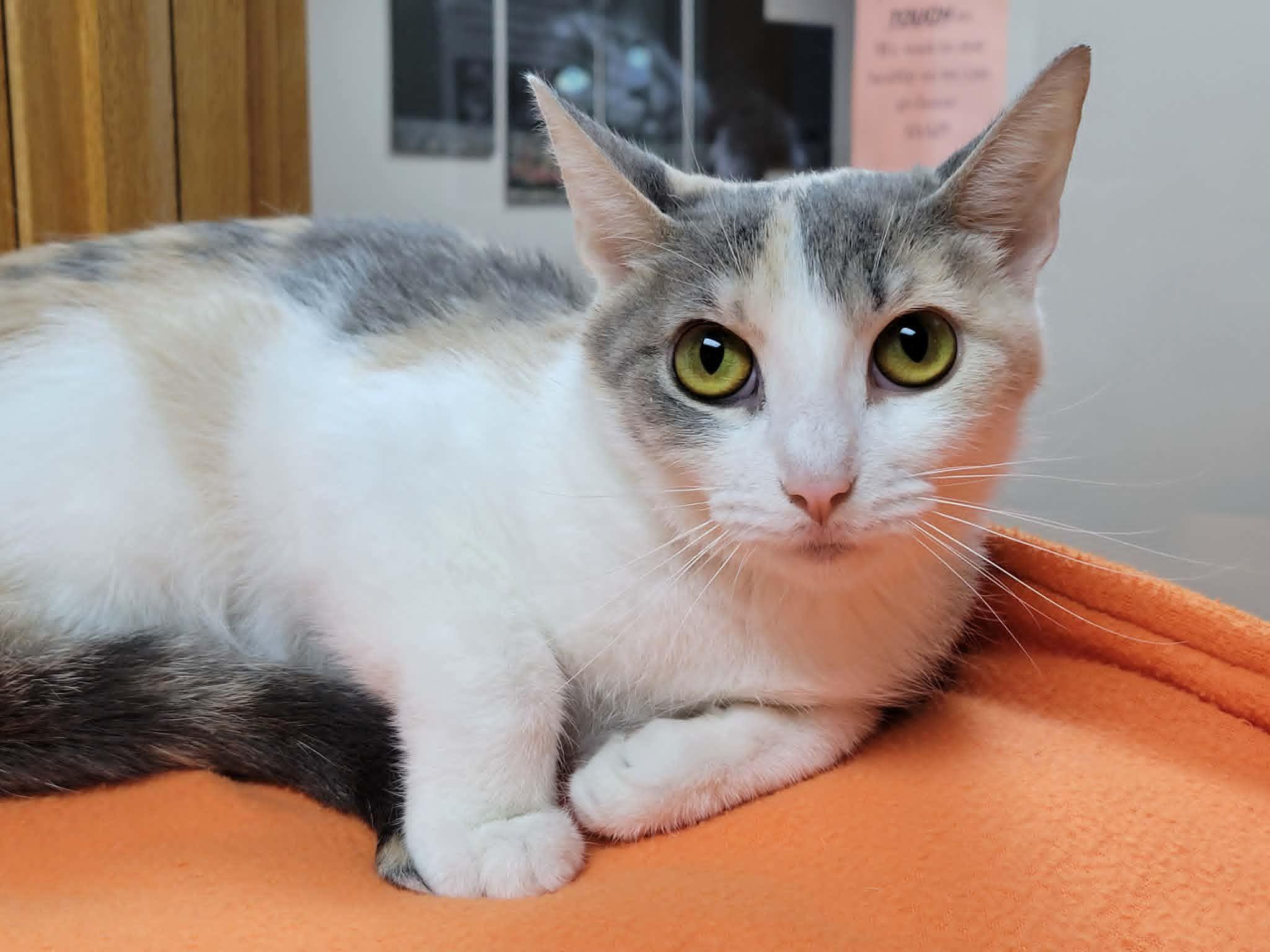 June Bug, a ADOPTABLE Dilute Calico in Portage, WI image 3/3