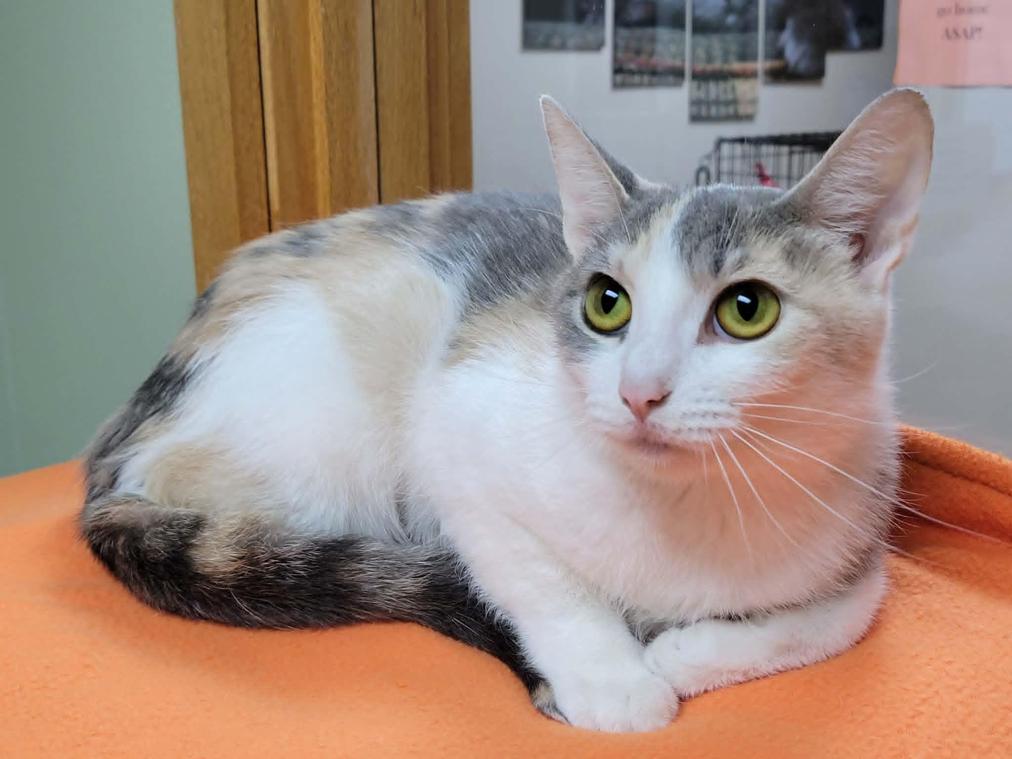 June Bug, ADOPTABLE, Young Female Dilute Calico.