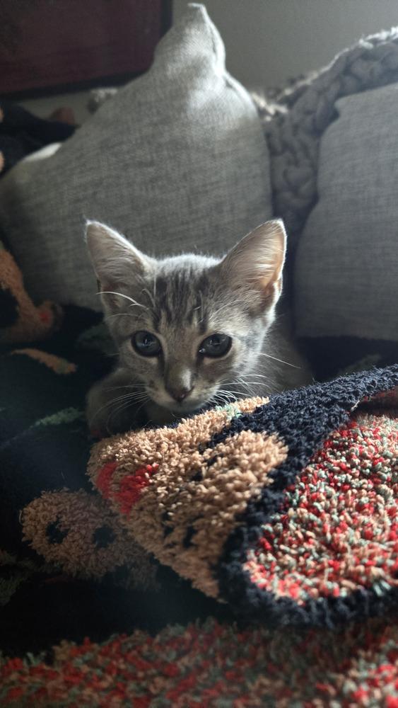 Jimmy, Adoptable, Kitten Male Domestic Short Hair & Domestic Short Hair.