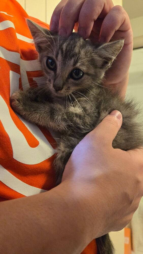 Jimmy, Adoptable, Kitten Male Domestic Short Hair & Domestic Short Hair.