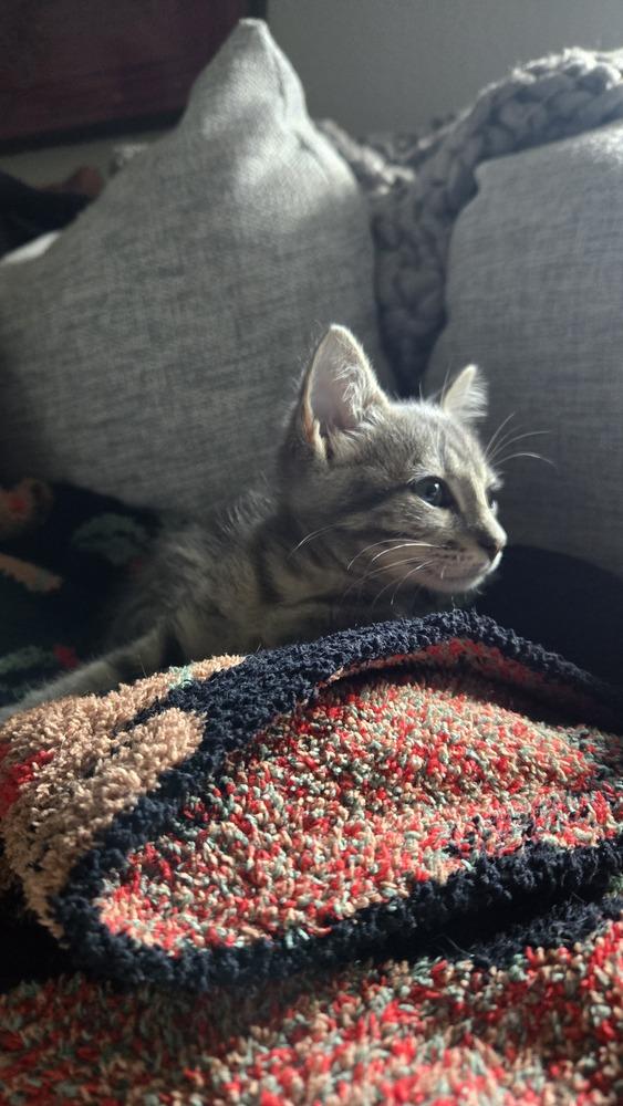 Jimmy, a Adoptable mixed breed image 2/5