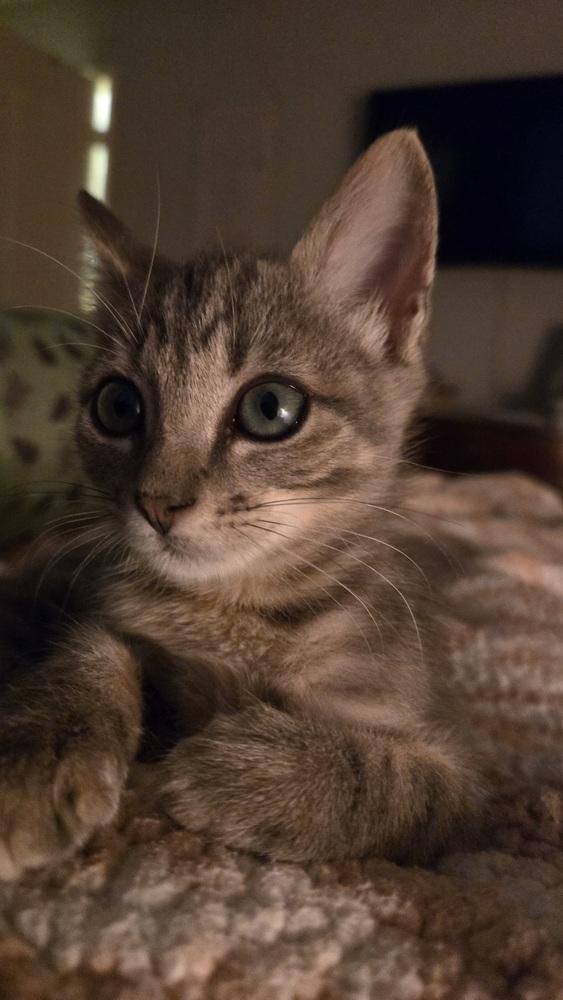 Jimmy, a Adoptable mixed breed in Richardson, TX image 4/5