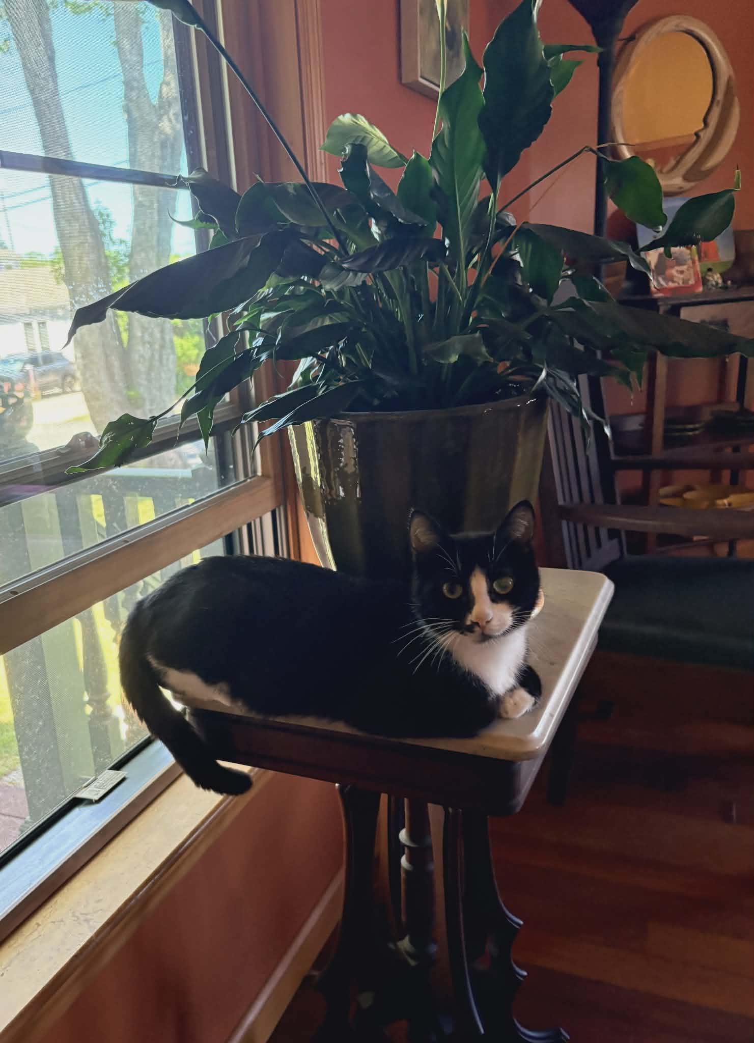 Enlarge Mama Kitty and Kittens - 114, a Adoptable Tuxedo in Johnston, RI image 5/6