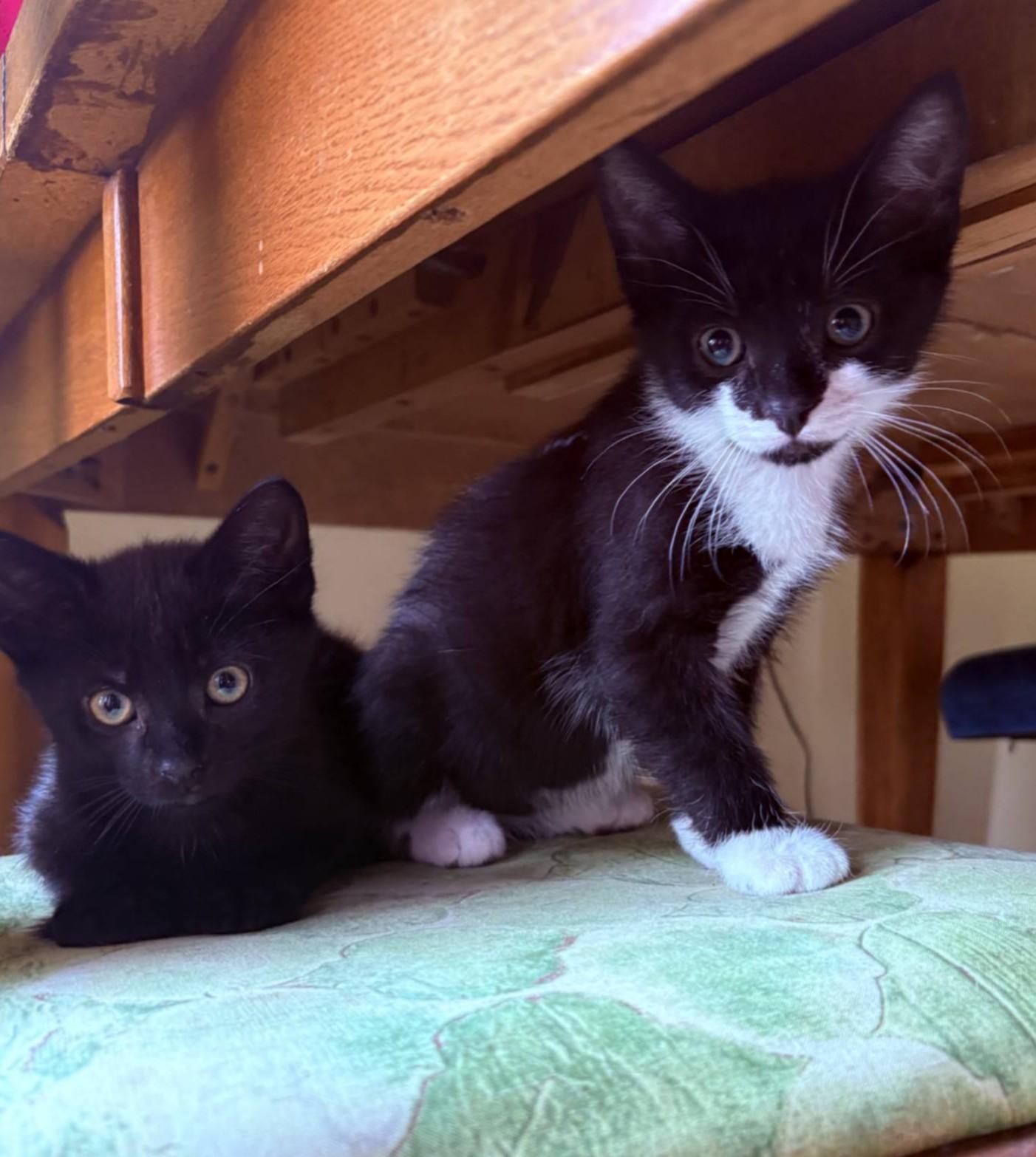 Enlarge Mama Kitty and Kittens - 114, a Adoptable Tuxedo in Johnston, RI image 4/6