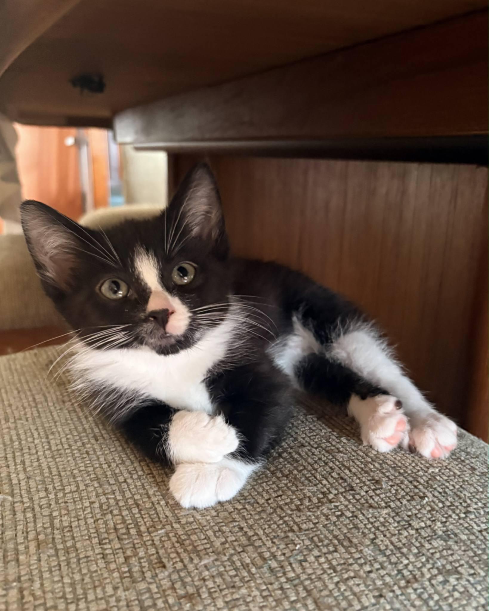 Enlarge Mama Kitty and Kittens - 114, a Adoptable Tuxedo in Johnston, RI image 3/6