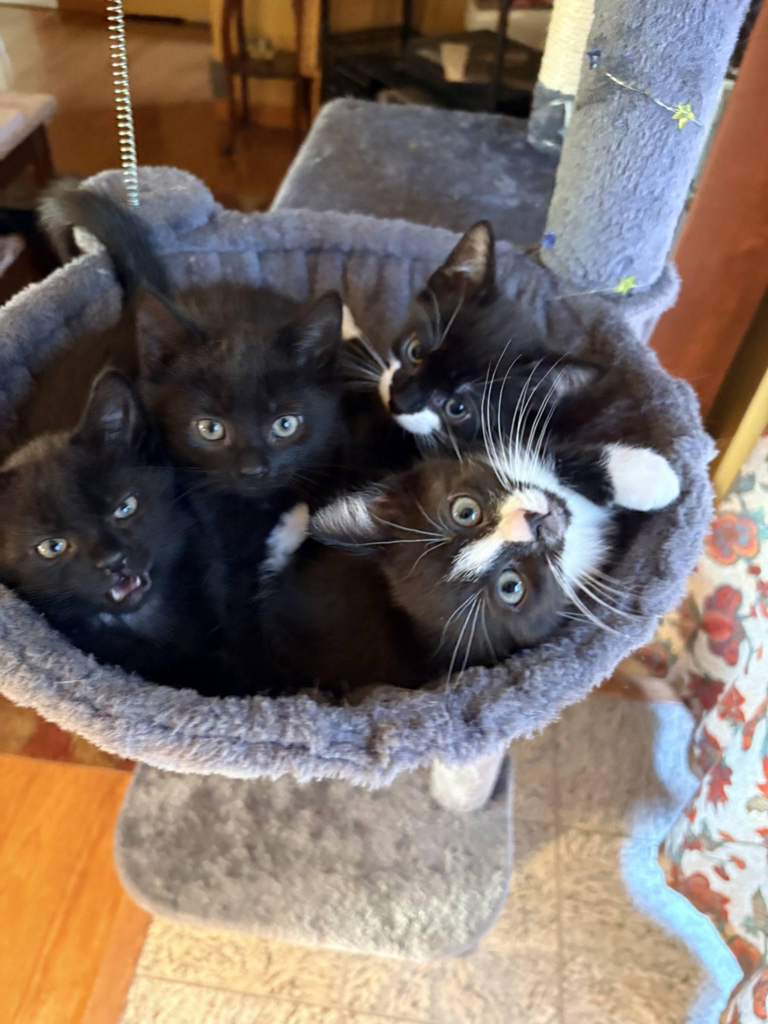 Mama Kitty and Kittens - 114, Adoptable, Kitten Female Tuxedo.
