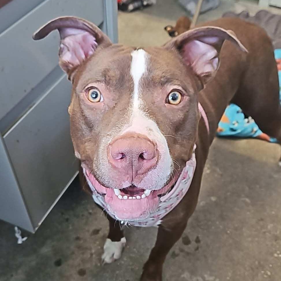 Enlarge Sarabi, an adopted American Staffordshire Terrier in Windsor, CT image 2/2