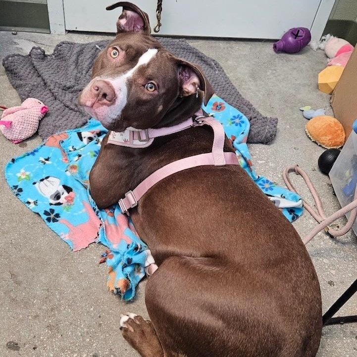 Sarabi, adopted, Adult Female American Staffordshire Terrier.