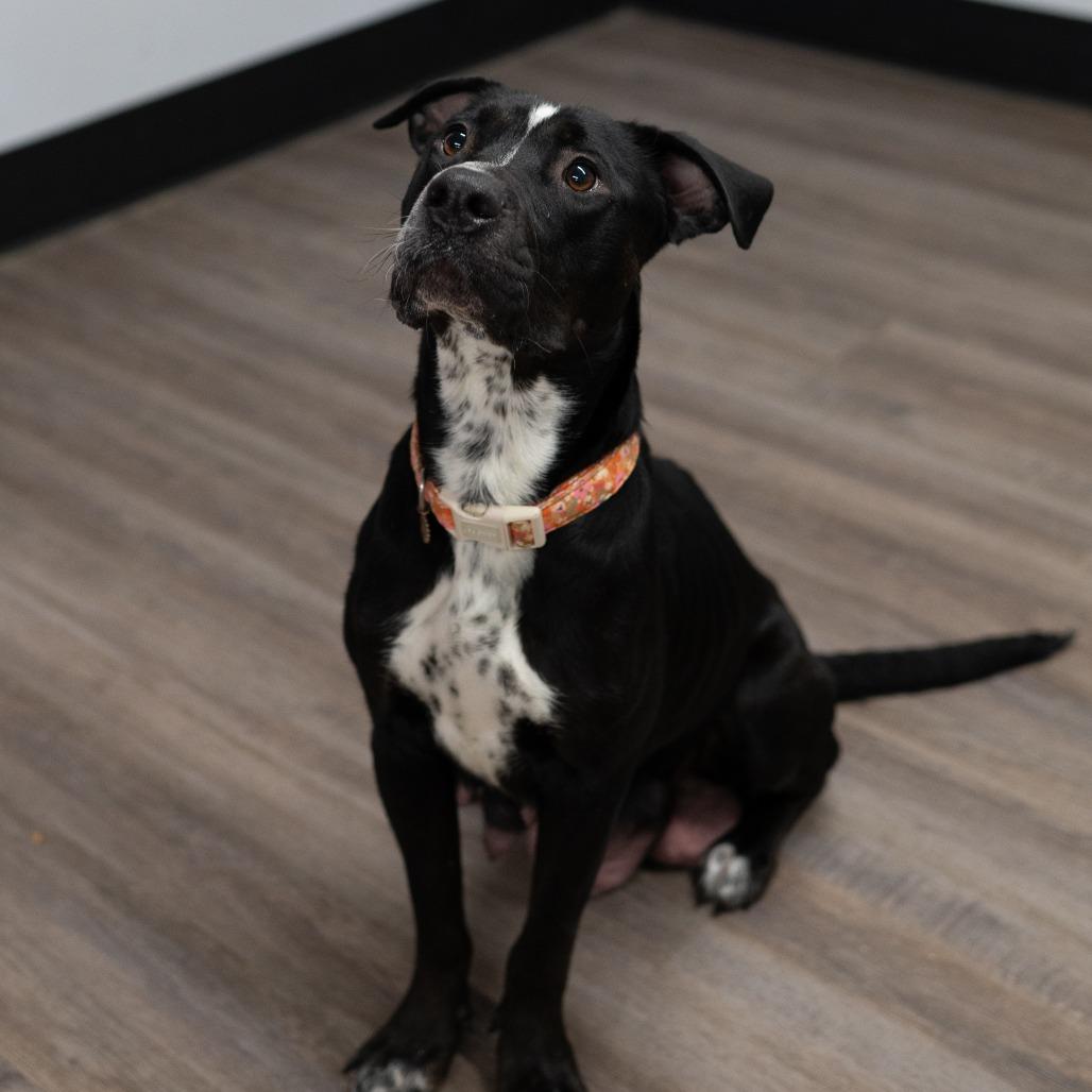 Alice, Adoptable, Adult Female Pit Bull Terrier & Rottweiler.