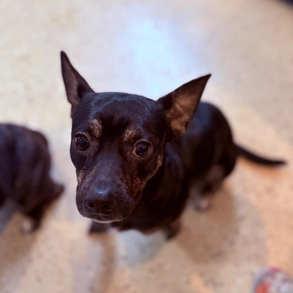 Enlarge Cleo , an adoptable Mixed Breed in Fenton, MI image 2/2