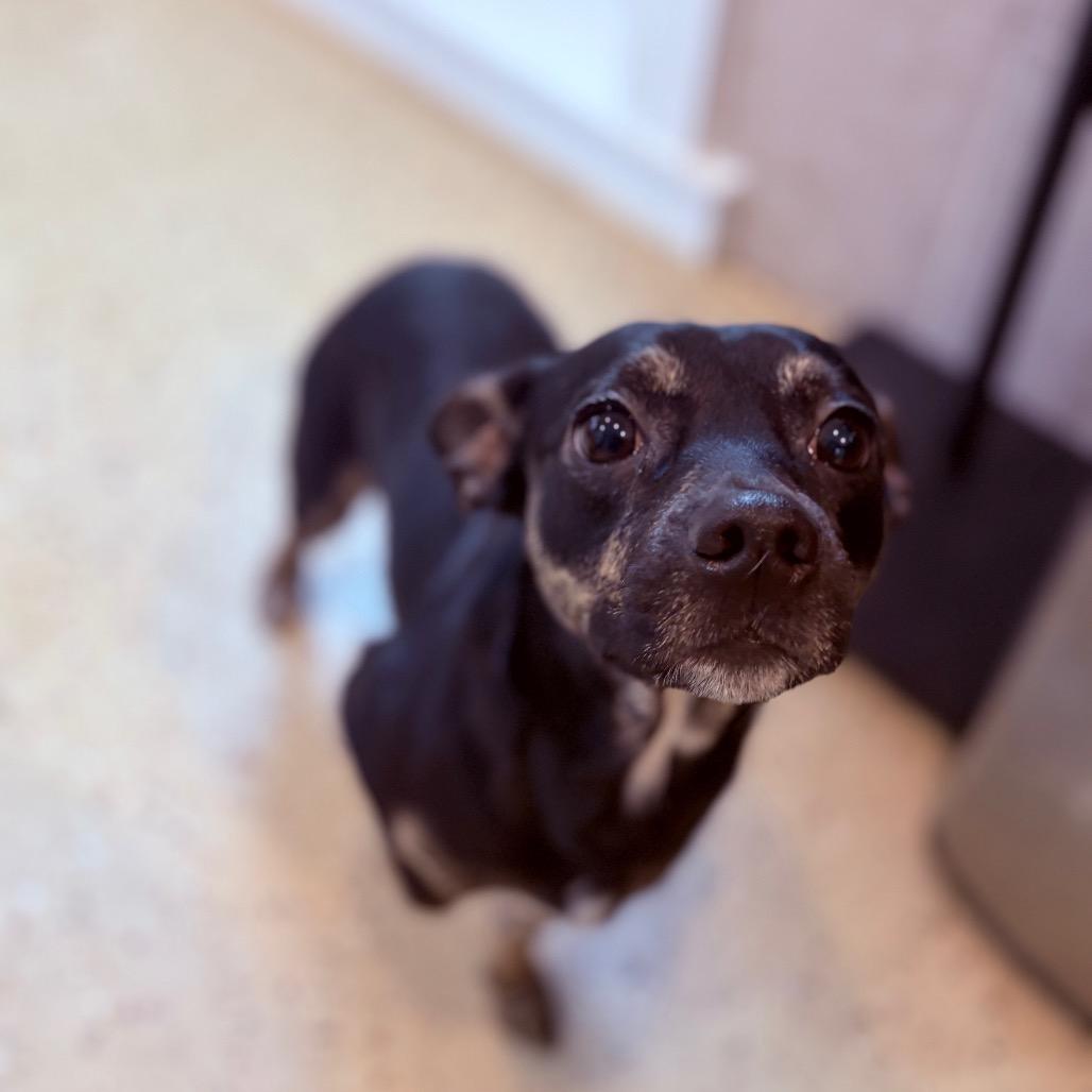 Enlarge Cleo , an adoptable Mixed Breed in Fenton, MI image 1/2