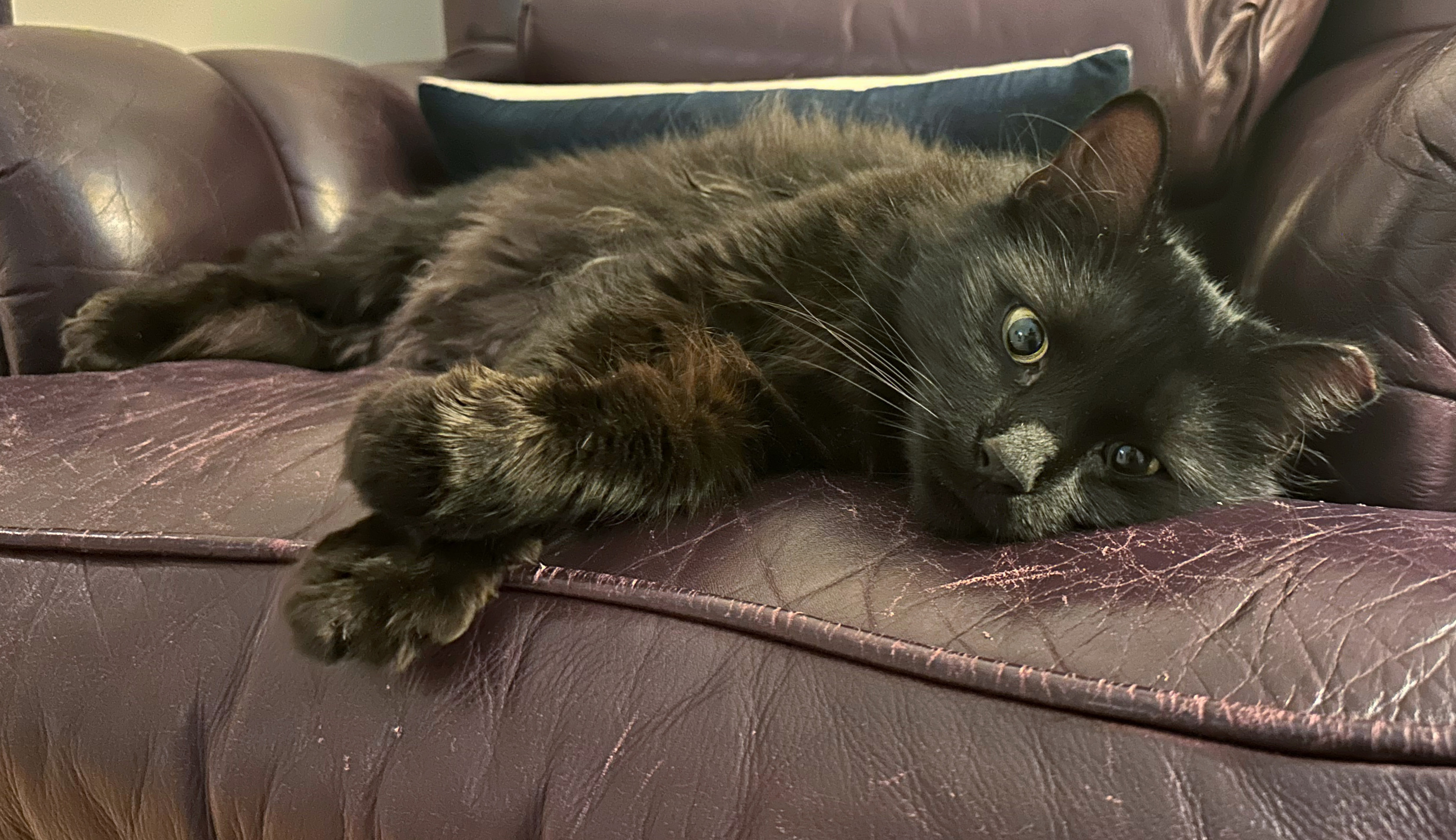 Enlarge Betty, a Adopted Domestic Long Hair in Hilton Head Island, SC image 1/4