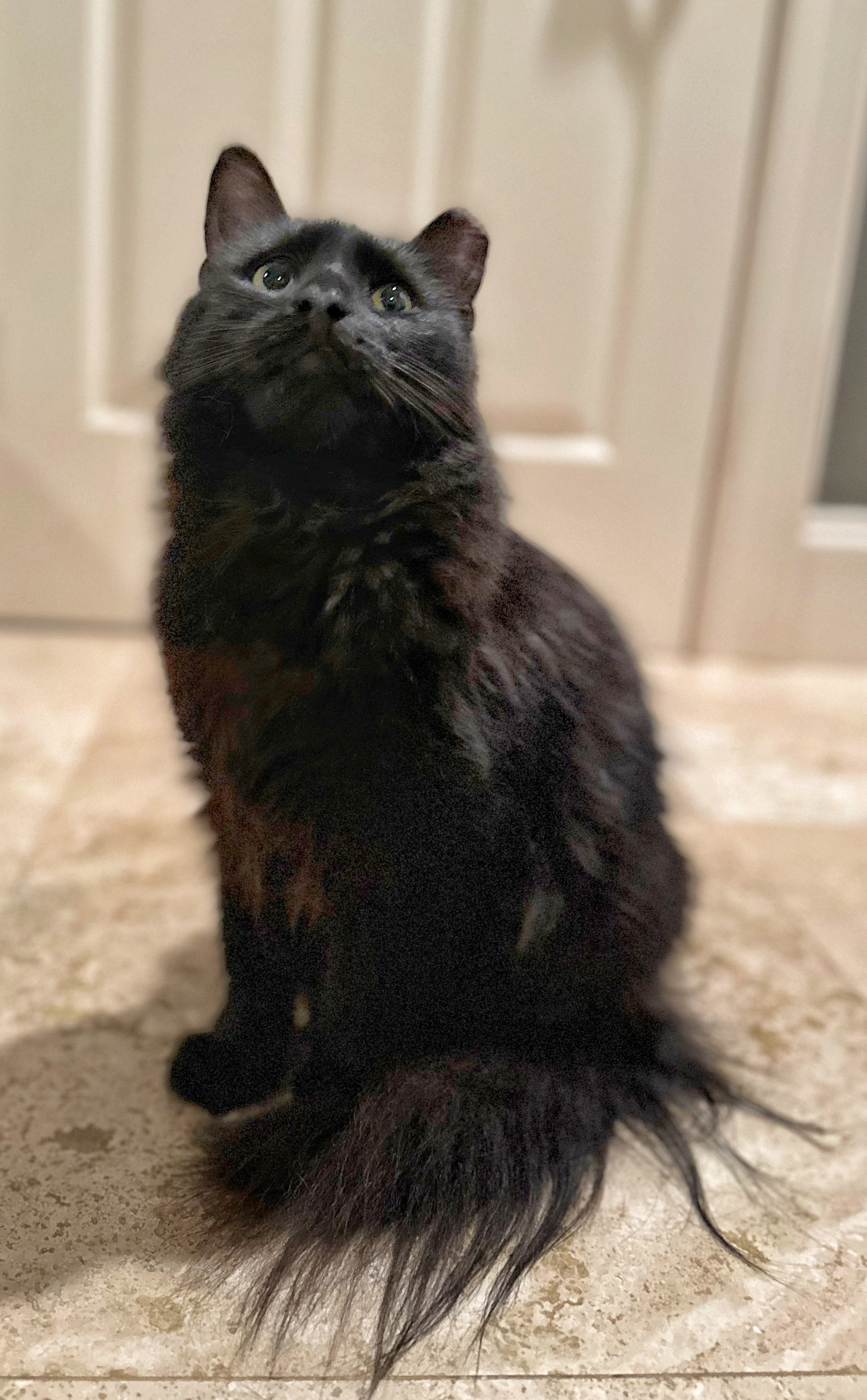 Enlarge Betty, a Adopted Domestic Long Hair in Hilton Head Island, SC image 2/4