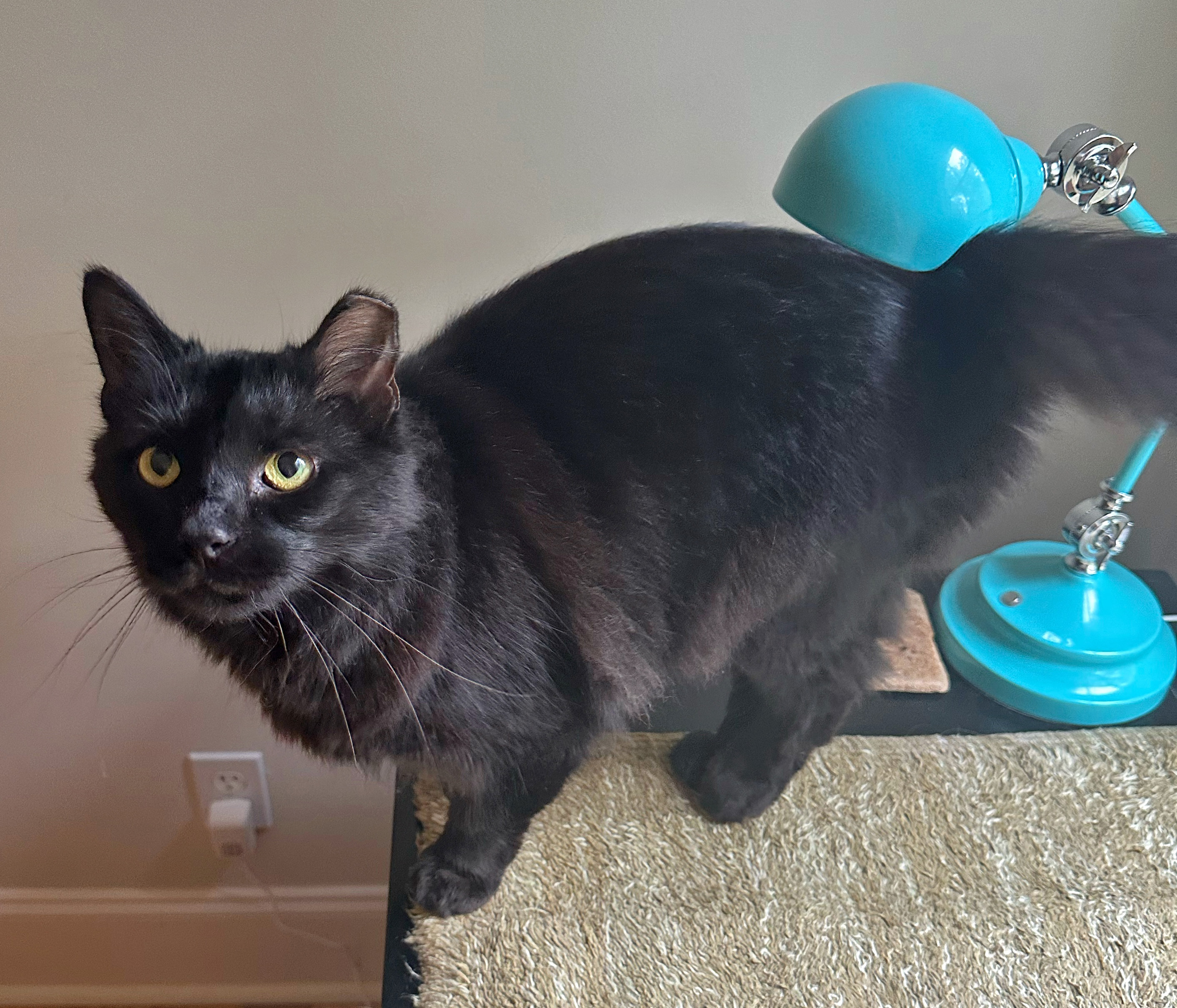 Enlarge Betty, a Adopted Domestic Long Hair in Hilton Head Island, SC image 3/4