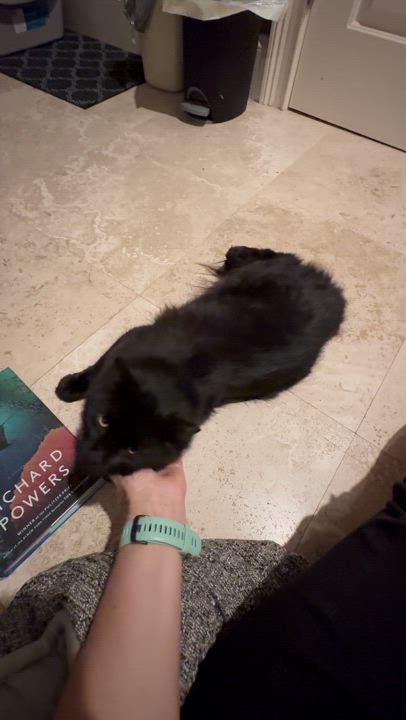 Enlarge Betty, a Adopted Domestic Long Hair in Hilton Head Island, SC video 4/4