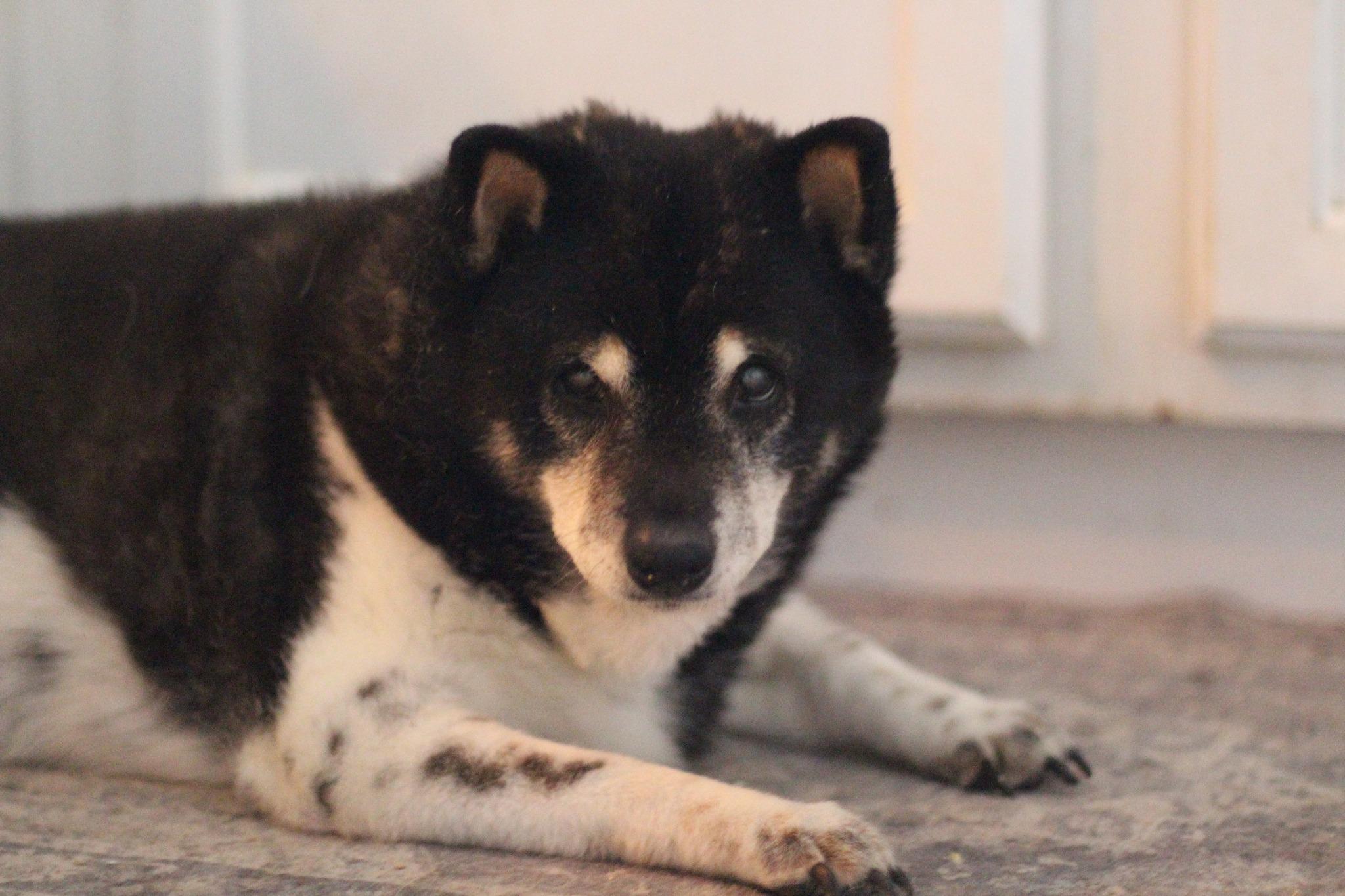 Enlarge Tanuki, a Adopted Shiba Inu in Manassas, VA image 2/4
