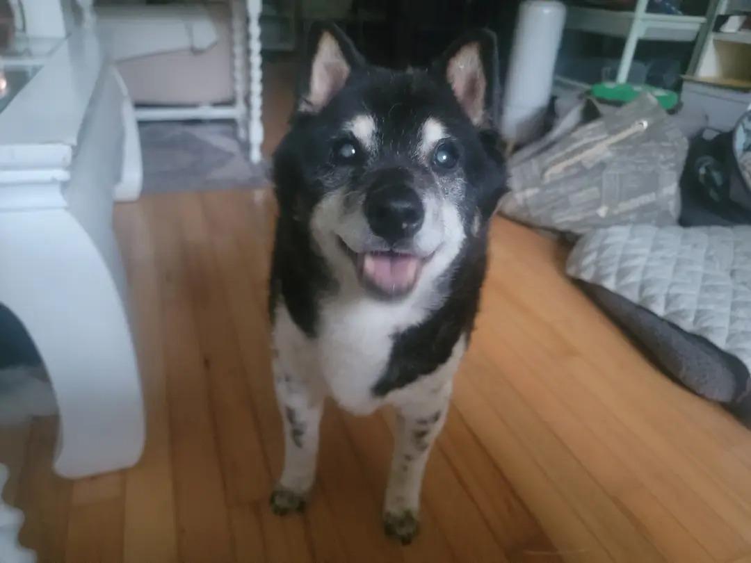 Enlarge Tanuki, a Adopted Shiba Inu in Manassas, VA image 1/4