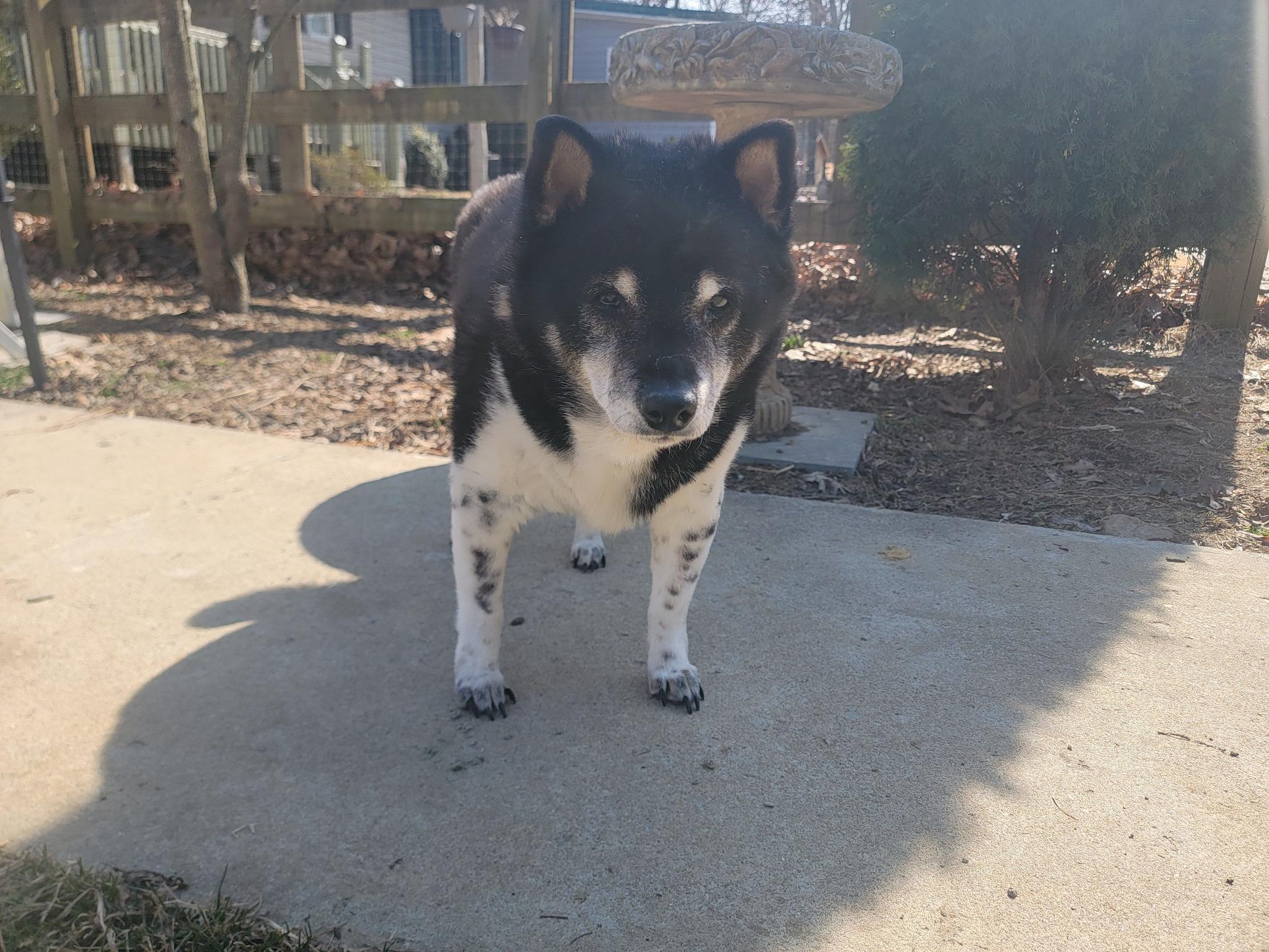 Enlarge Tanuki, a Adopted Shiba Inu in Manassas, VA image 3/4
