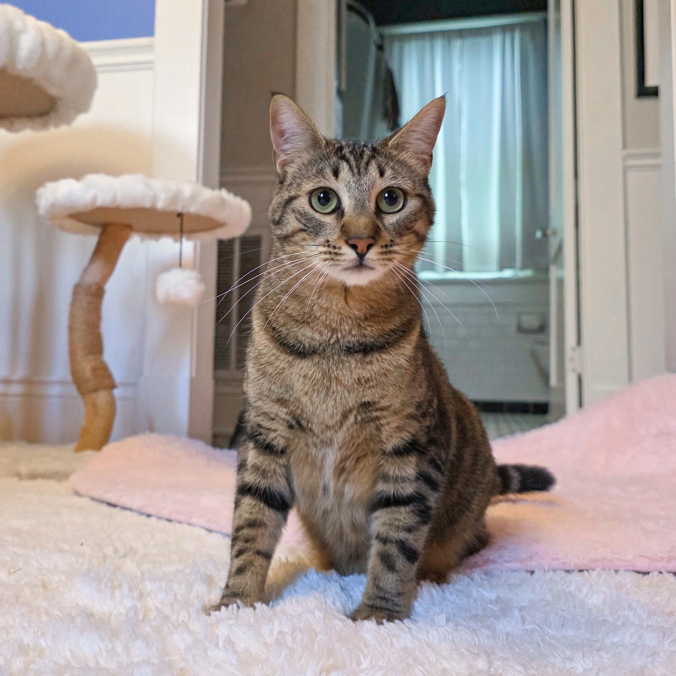 Lenny, a Adoptable Tabby in New Orleans, LA image 1/2