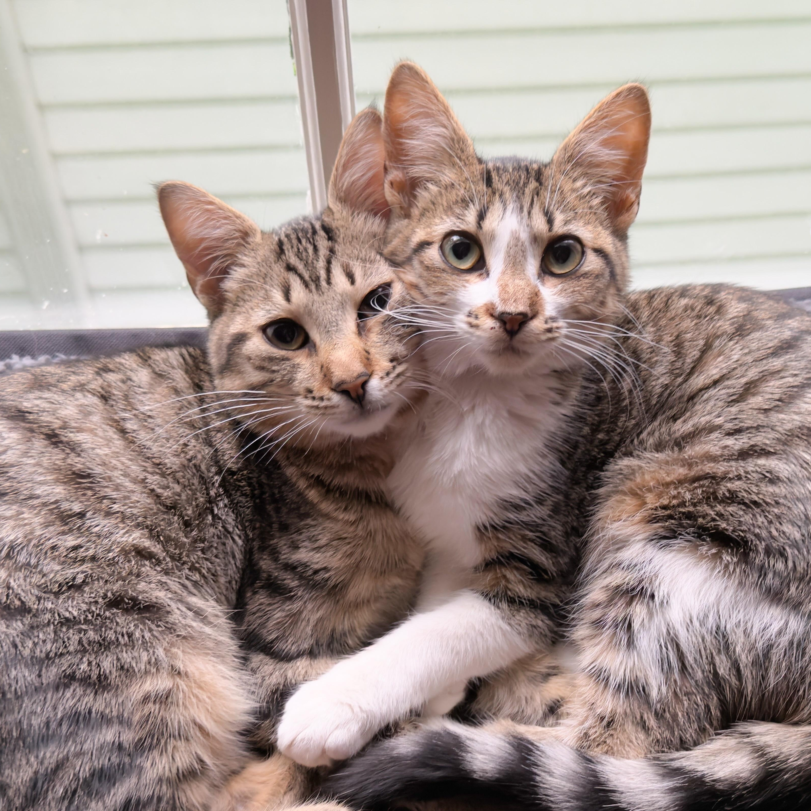 Lenny, a Adoptable Tabby in New Orleans, LA image 2/2