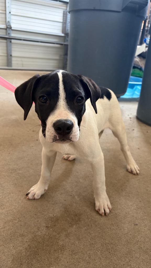 Nelly, Adoptable, Puppy Male American Staffordshire Terrier.