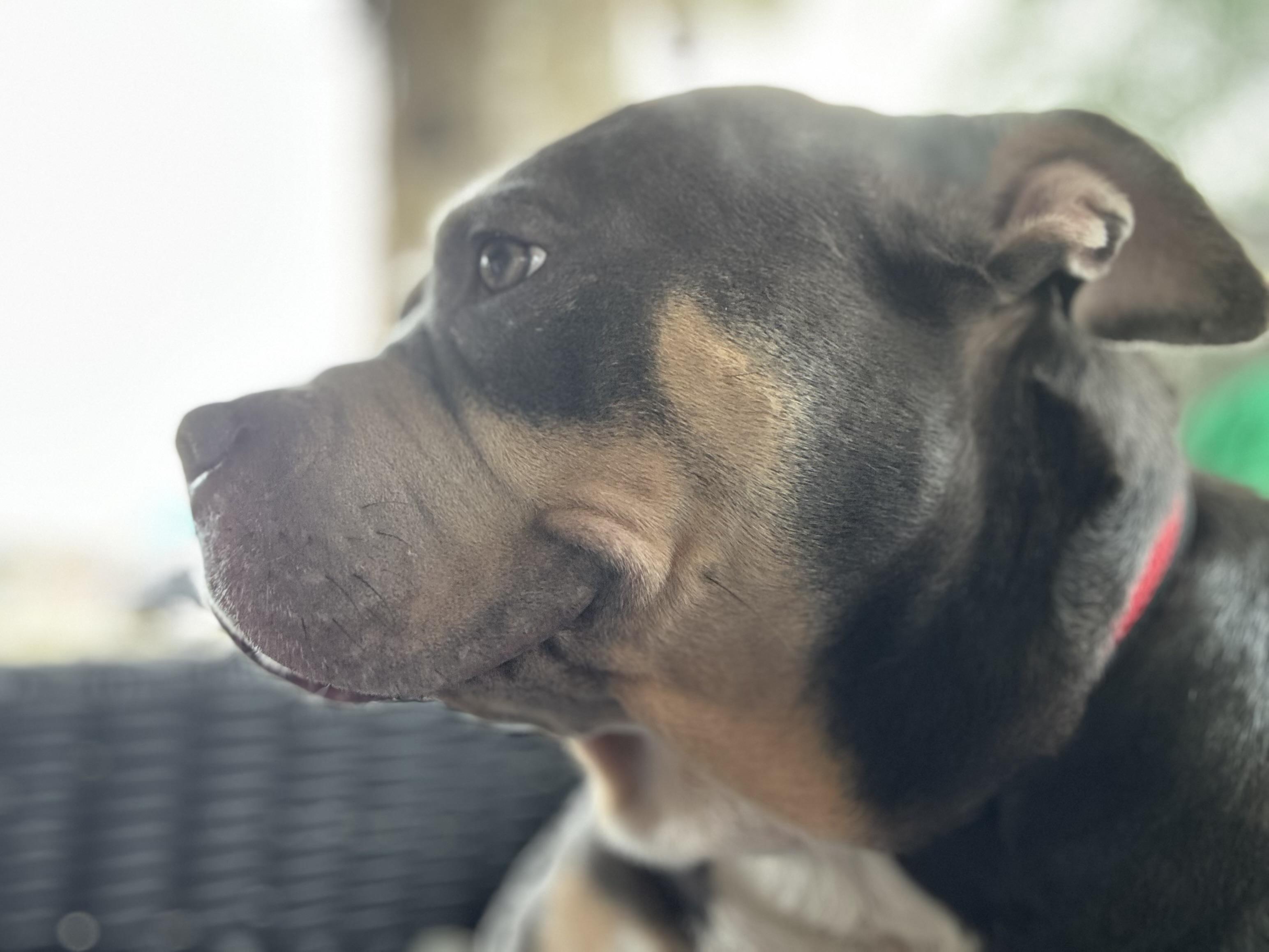 Enlarge Blue, an adopted American Bully in Paris, TX image 5/6