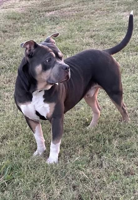 Enlarge Blue, an adopted American Bully in Paris, TX image 3/6