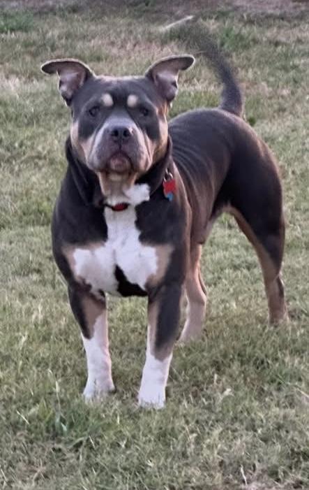 Enlarge Blue, an adopted American Bully in Paris, TX image 1/6