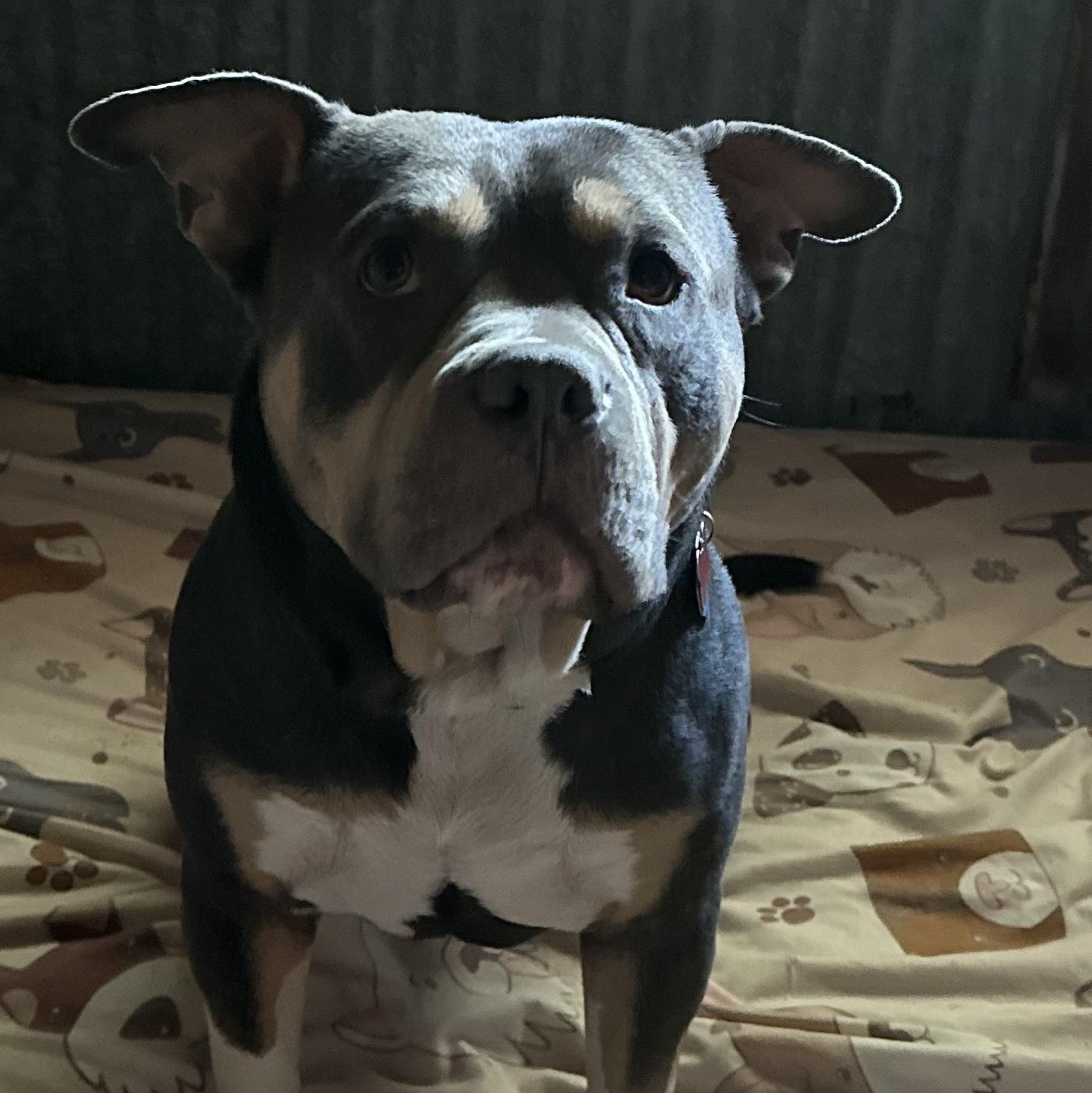 Enlarge Blue, an adopted American Bully in Paris, TX image 6/6