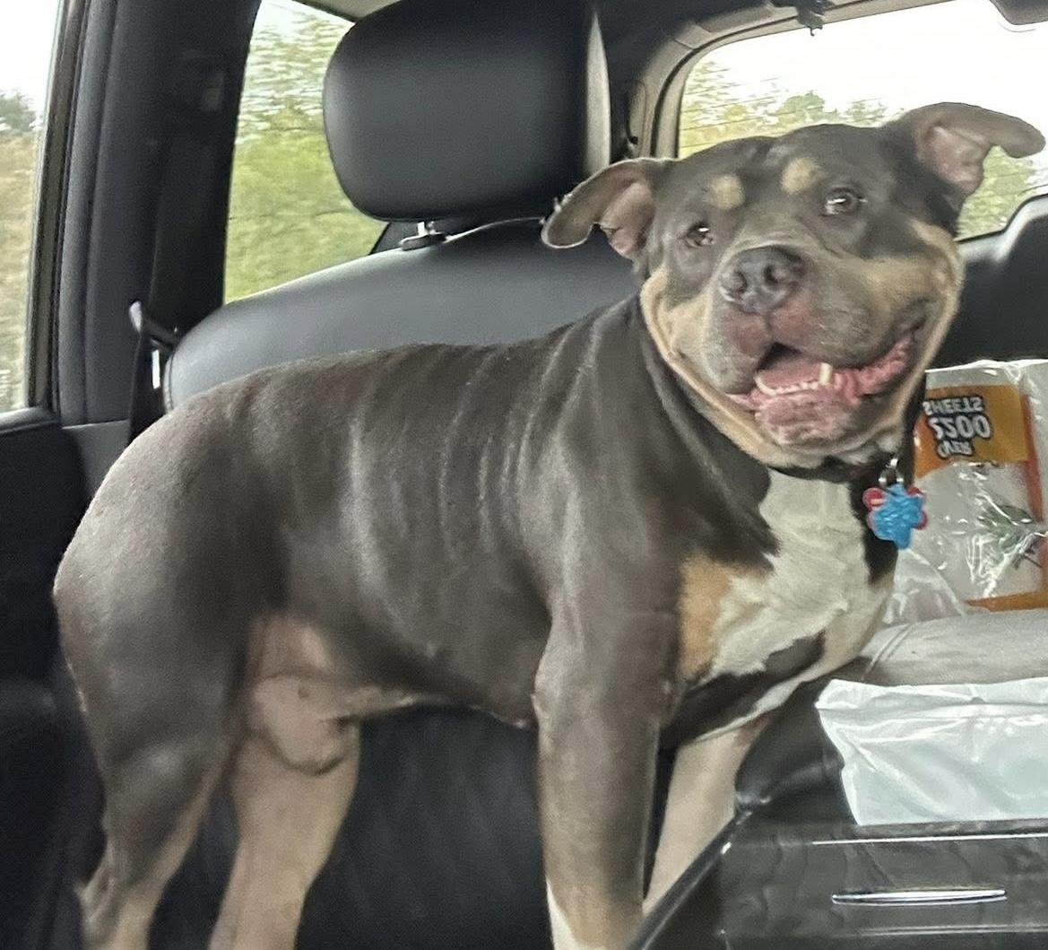 Enlarge Blue, an adopted American Bully in Paris, TX image 4/6
