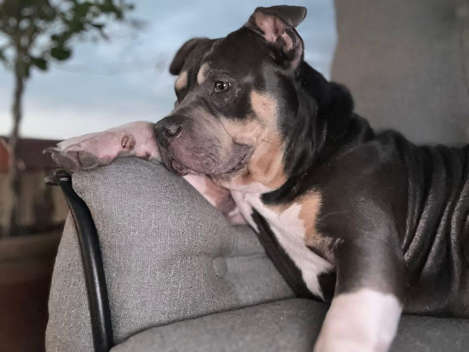 Enlarge Blue, an adopted American Bully in Paris, TX image 2/6