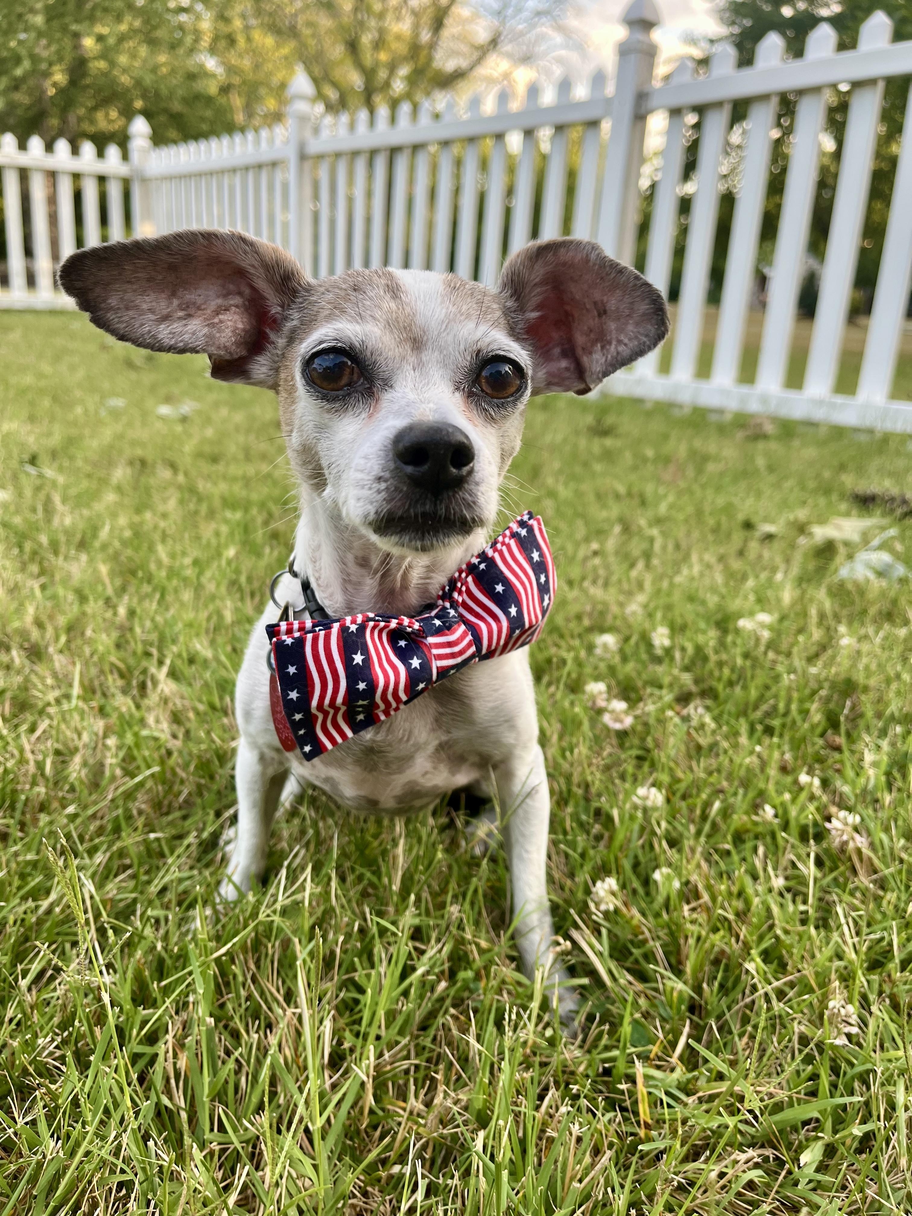 Armando, Adoptable, Senior Male Chihuahua.