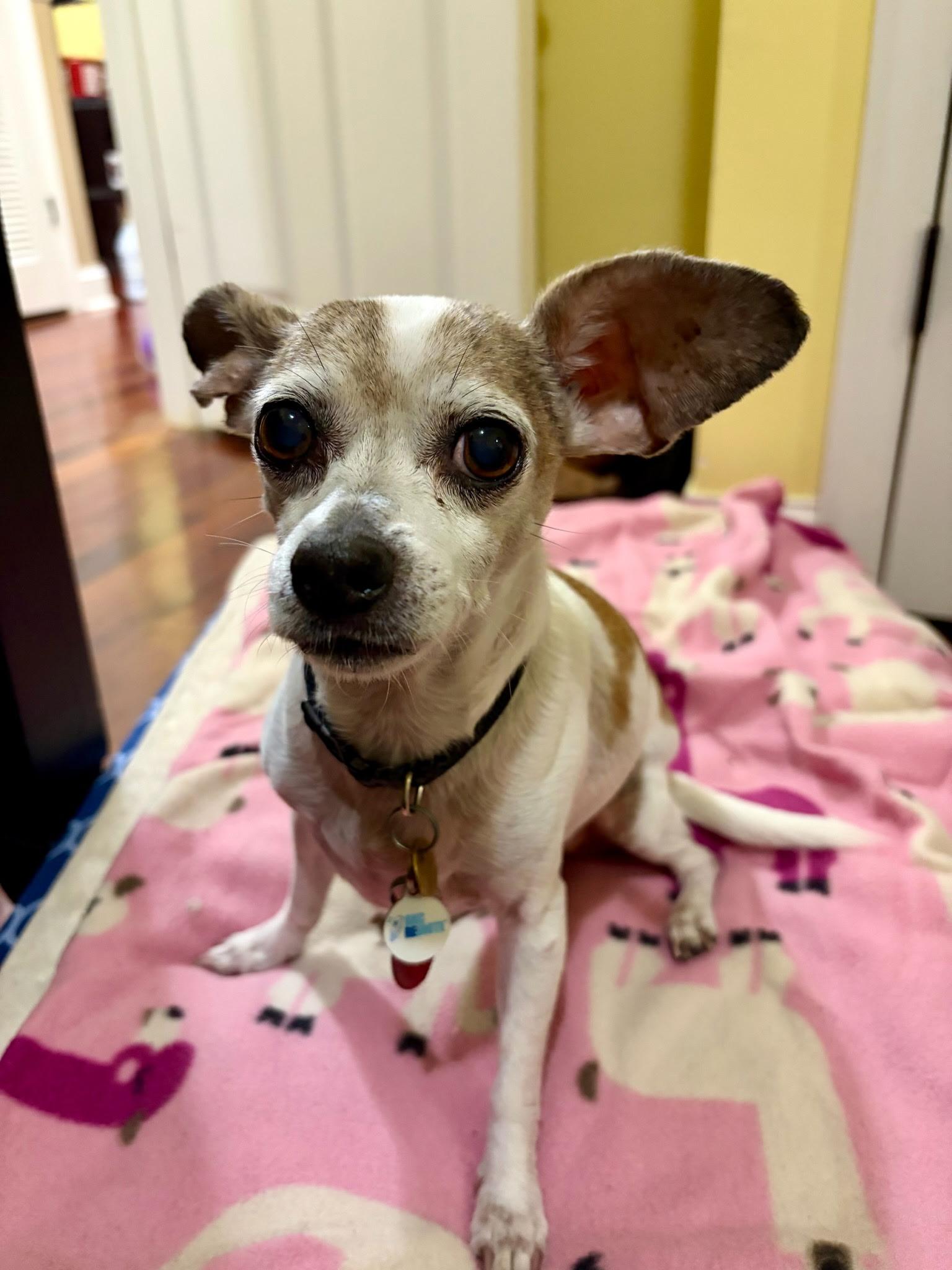 Enlarge Armando, a Adoptable Chihuahua in Kutztown, PA image 2/6
