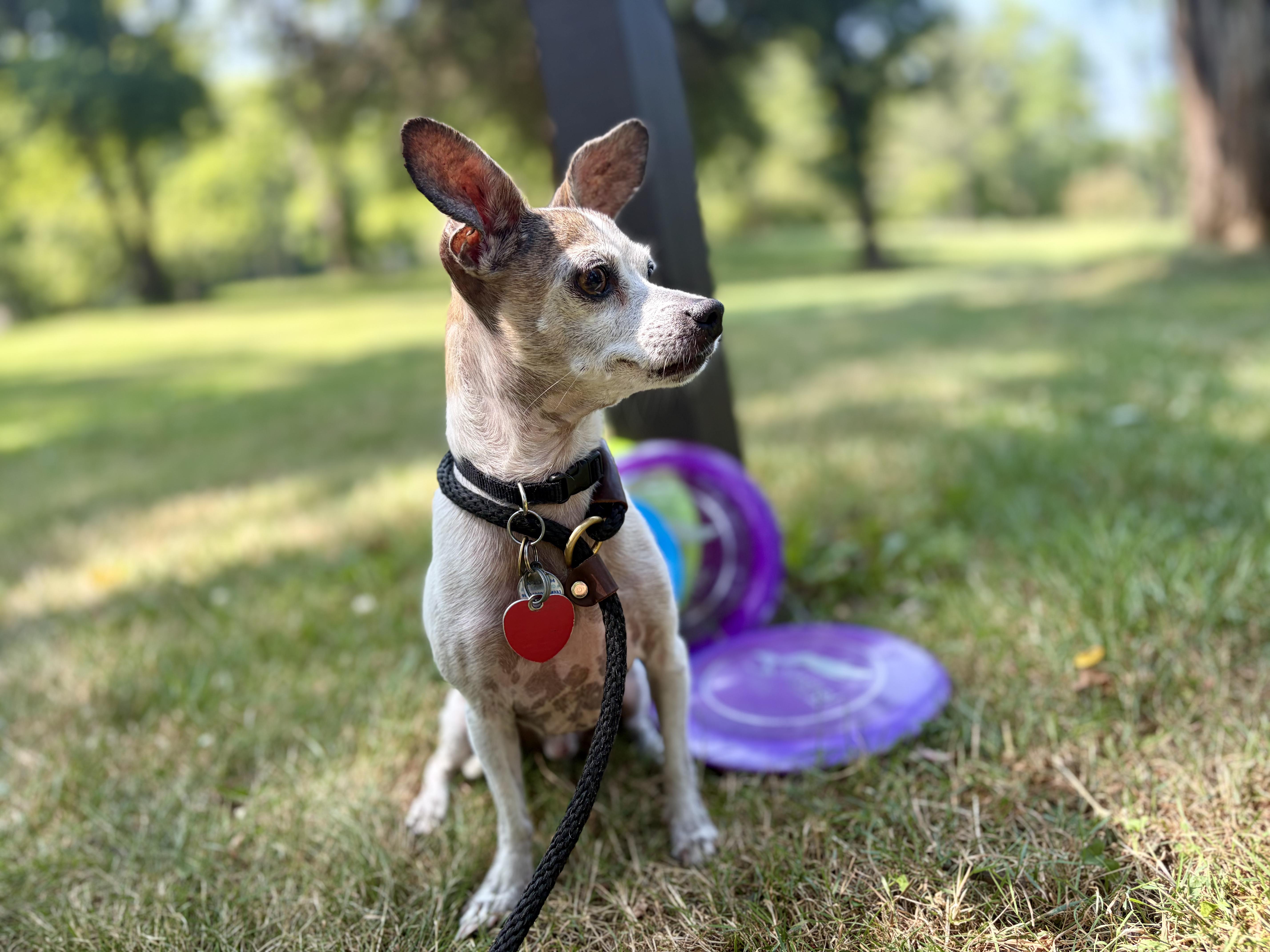 Enlarge Armando, a Adoptable Chihuahua in Kutztown, PA image 4/6
