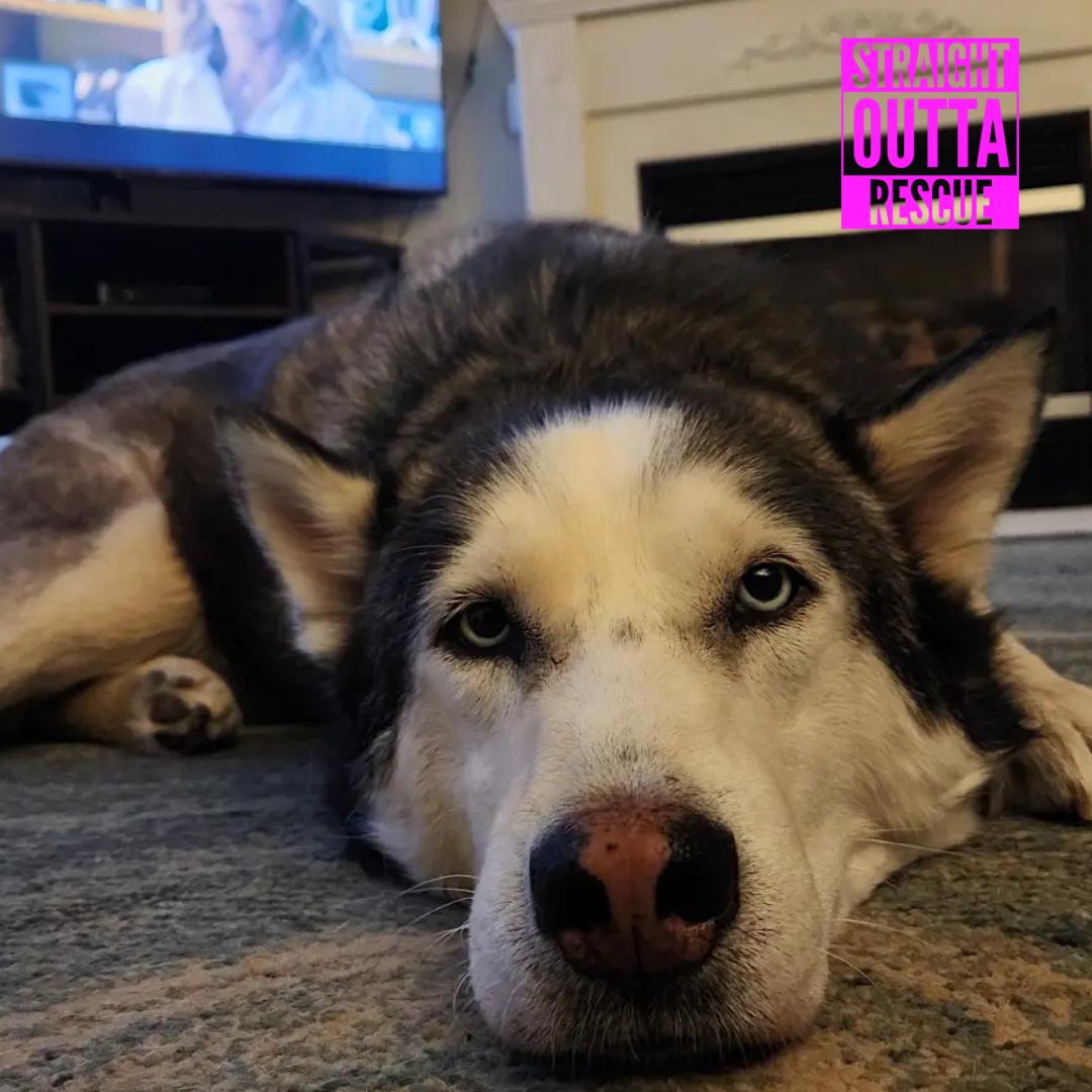 Wolf - *New pics and bio, a ADOPTABLE Husky in Vancouver, BC image 1/6