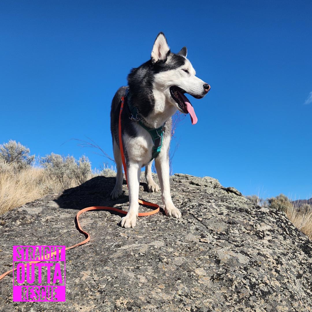 Wolf, Adoptable, Adult Male Husky.