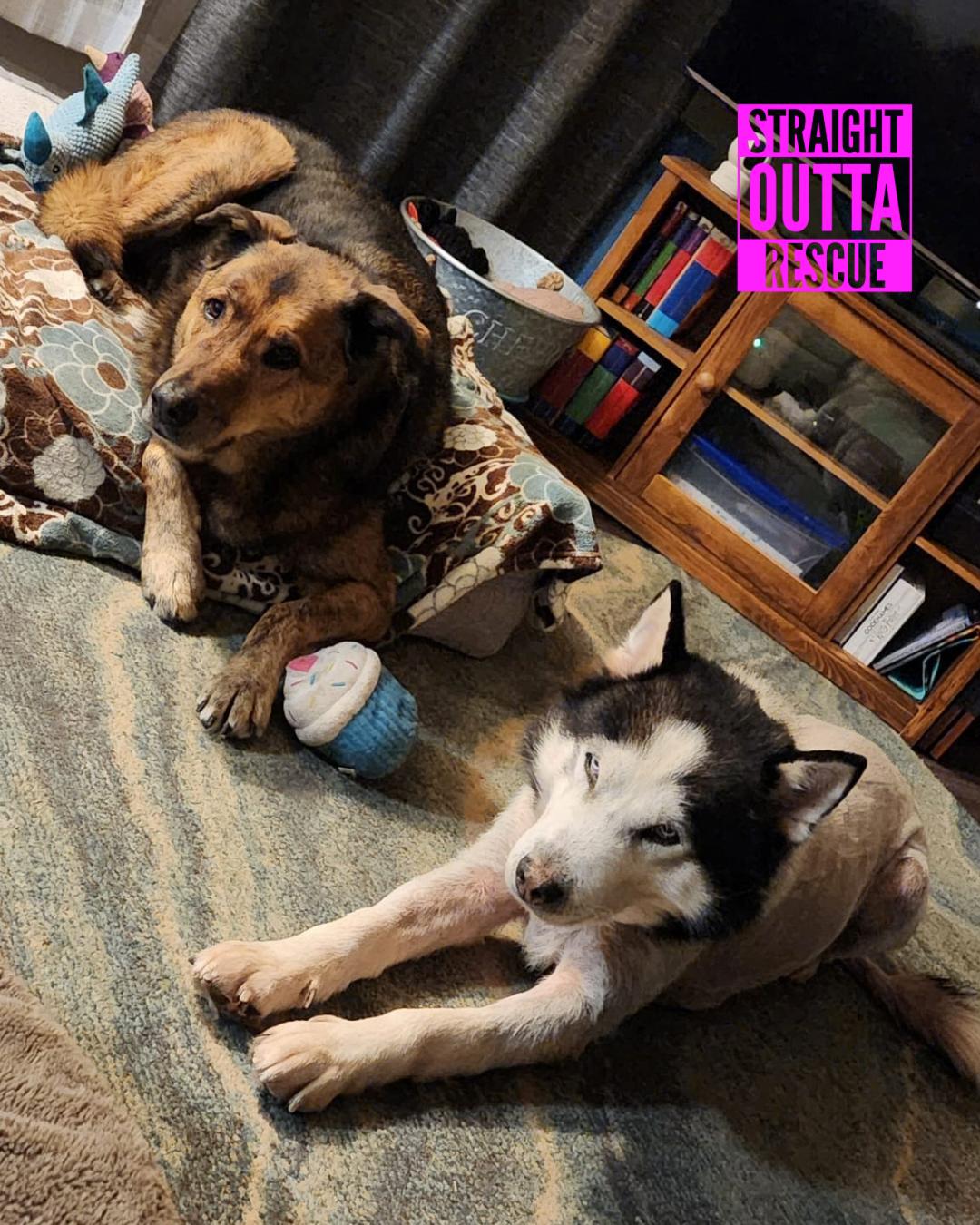 Enlarge Wolf - *New pics and bio, a ADOPTABLE Husky in Vancouver, BC image 3/6