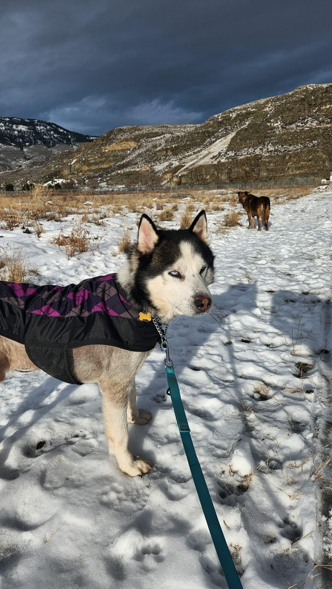 Enlarge Wolf - *New pics and bio, a ADOPTABLE Husky in Vancouver, BC image 2/6