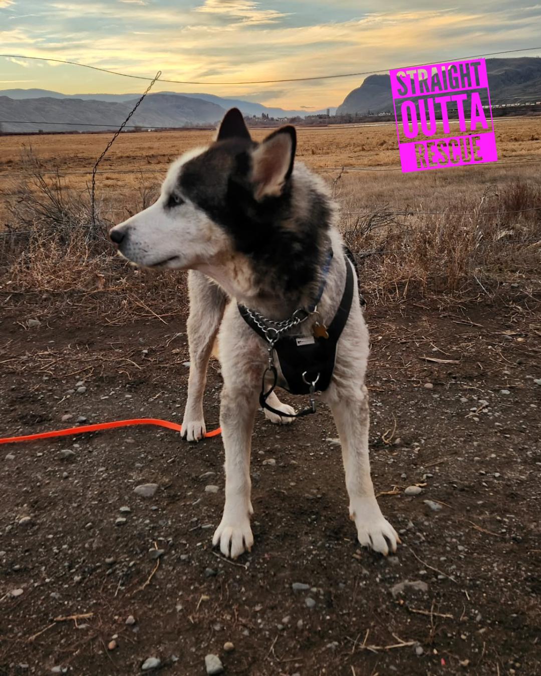 Enlarge Wolf - *New pics and bio, a ADOPTABLE Husky in Vancouver, BC image 6/6