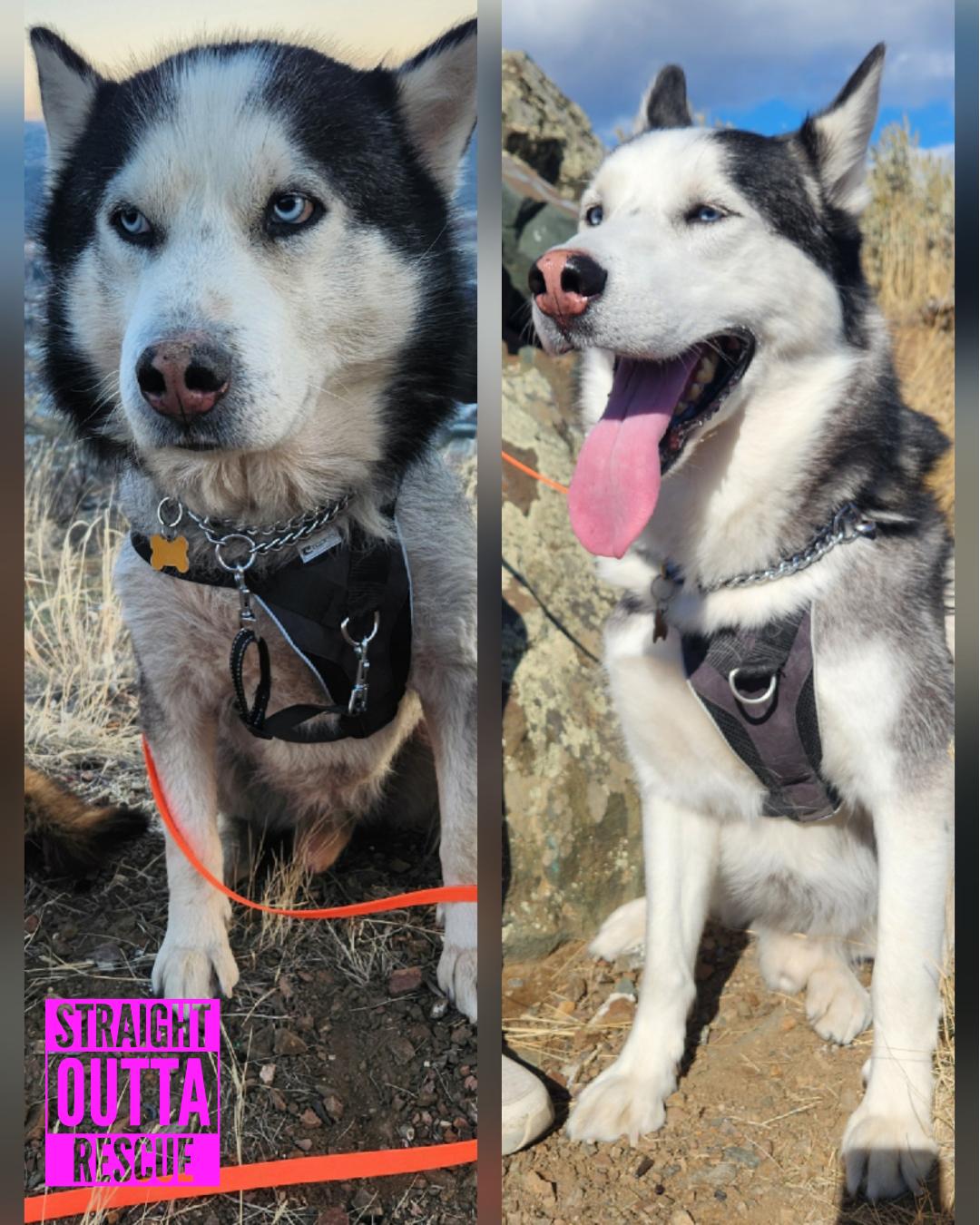 Enlarge Wolf, a Adoptable Husky in Vancouver, BC image 2/6