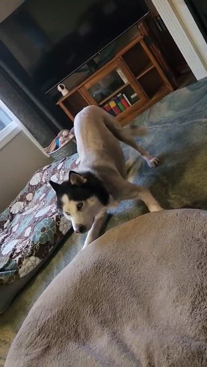 Enlarge Wolf - *New pics and bio, a ADOPTABLE Husky in Vancouver, BC video 4/6