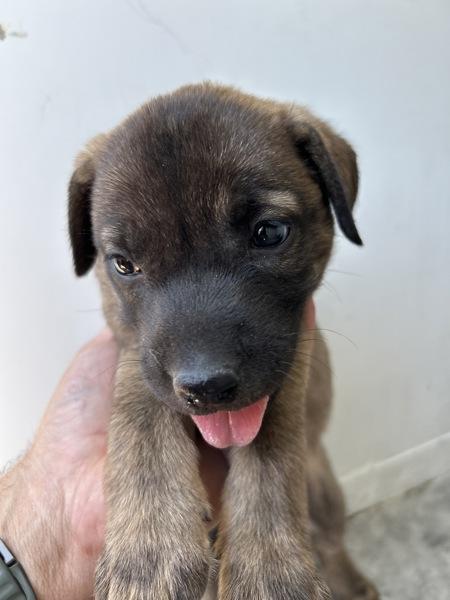 Enlarge Alexis, a Adoptable mixed breed in Victorville, CA image 1/1