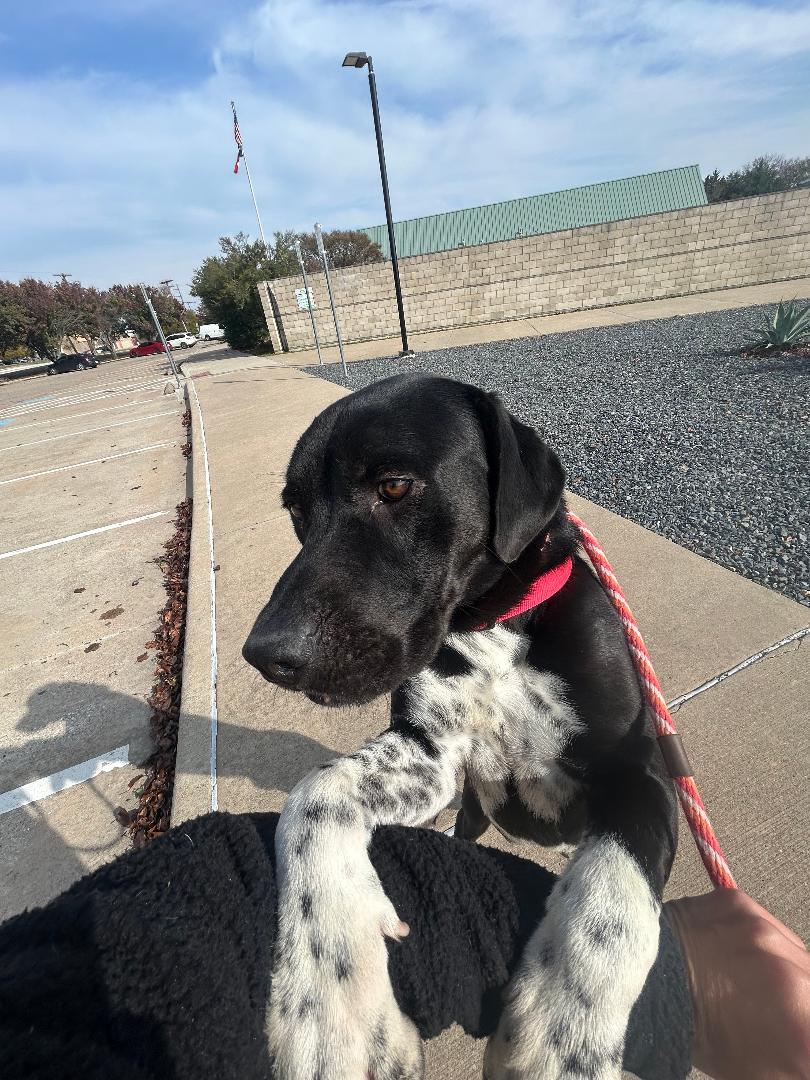 Bubba, a Adoptable Labrador Retriever in Rowlett, TX image 1/3