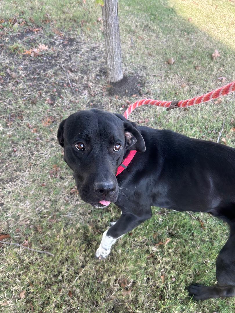 Bubba, a Adoptable Labrador Retriever in Rowlett, TX image 2/3