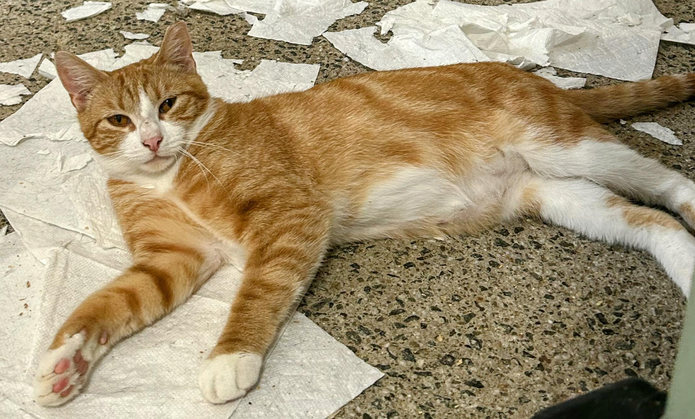 Weasley (semi-feral), a Adoptable Domestic Short Hair in West Nyack, NY image 1/3