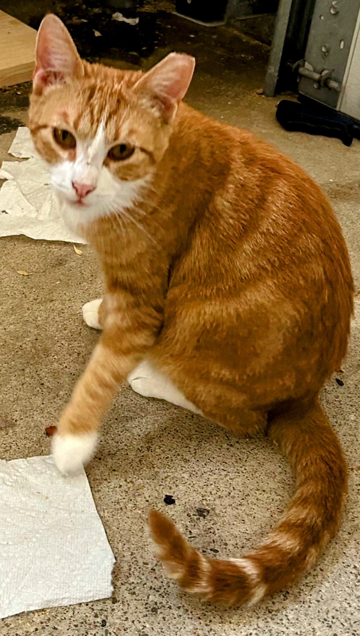 Weasley (semi-feral), a Adoptable Domestic Short Hair in West Nyack, NY image 2/3