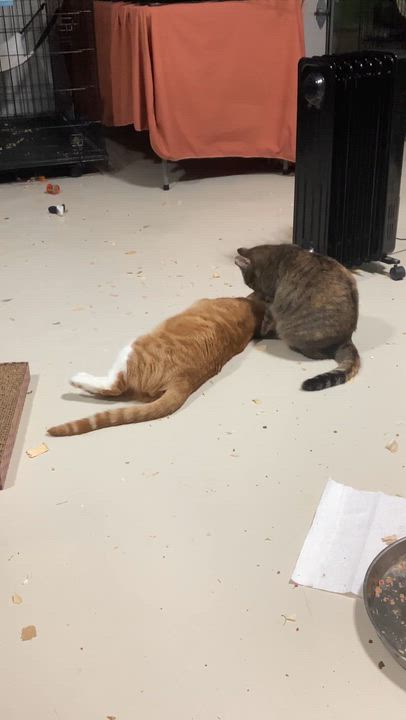 Enlarge Weasley (semi-feral), a Adoptable Domestic Short Hair in West Nyack, NY video 3/3